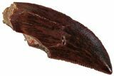 Serrated, Raptor Tooth - Real Dinosaur Tooth #261006-1